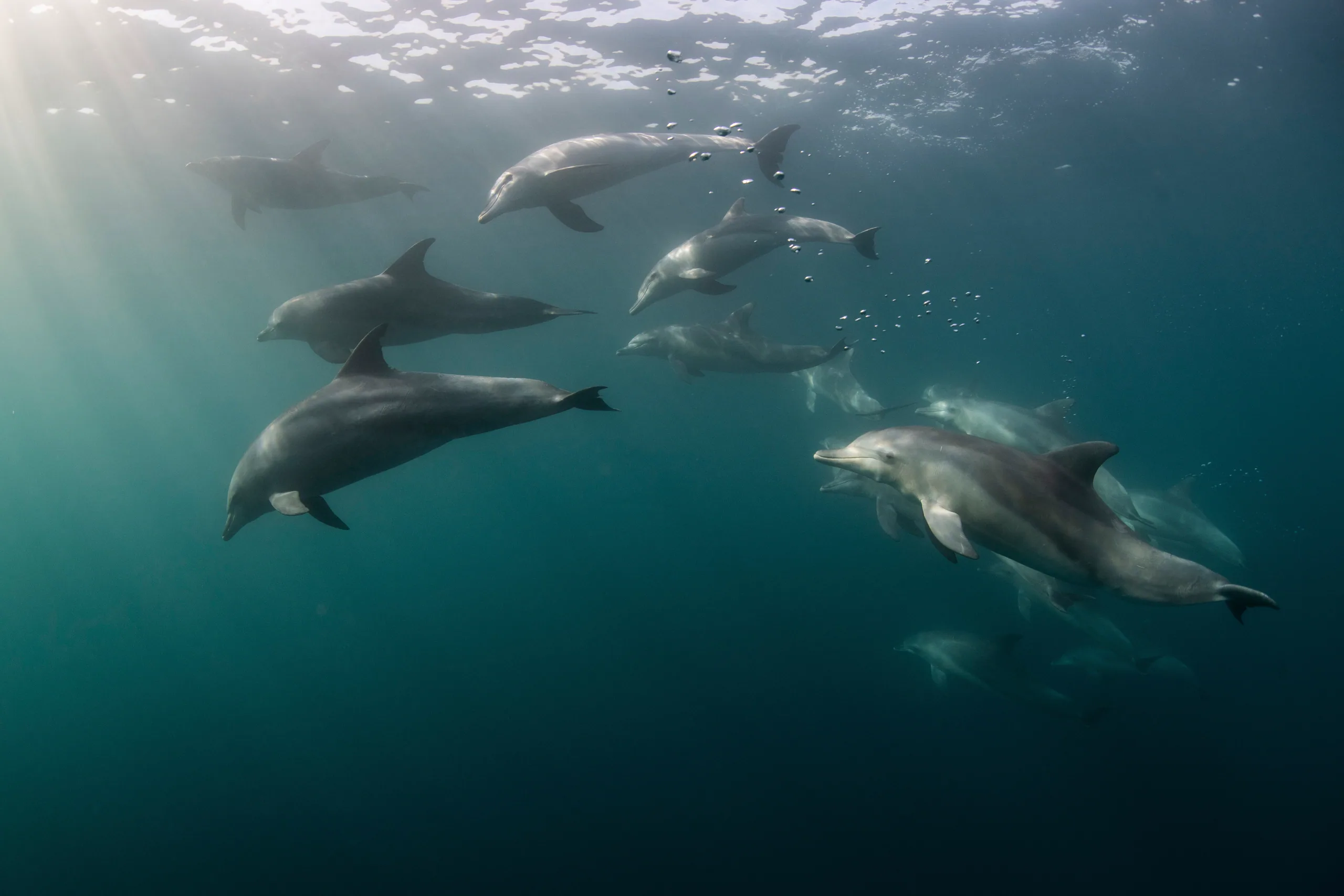 A pod of dusky dolphins leaping in unison off the Kaikoura coast