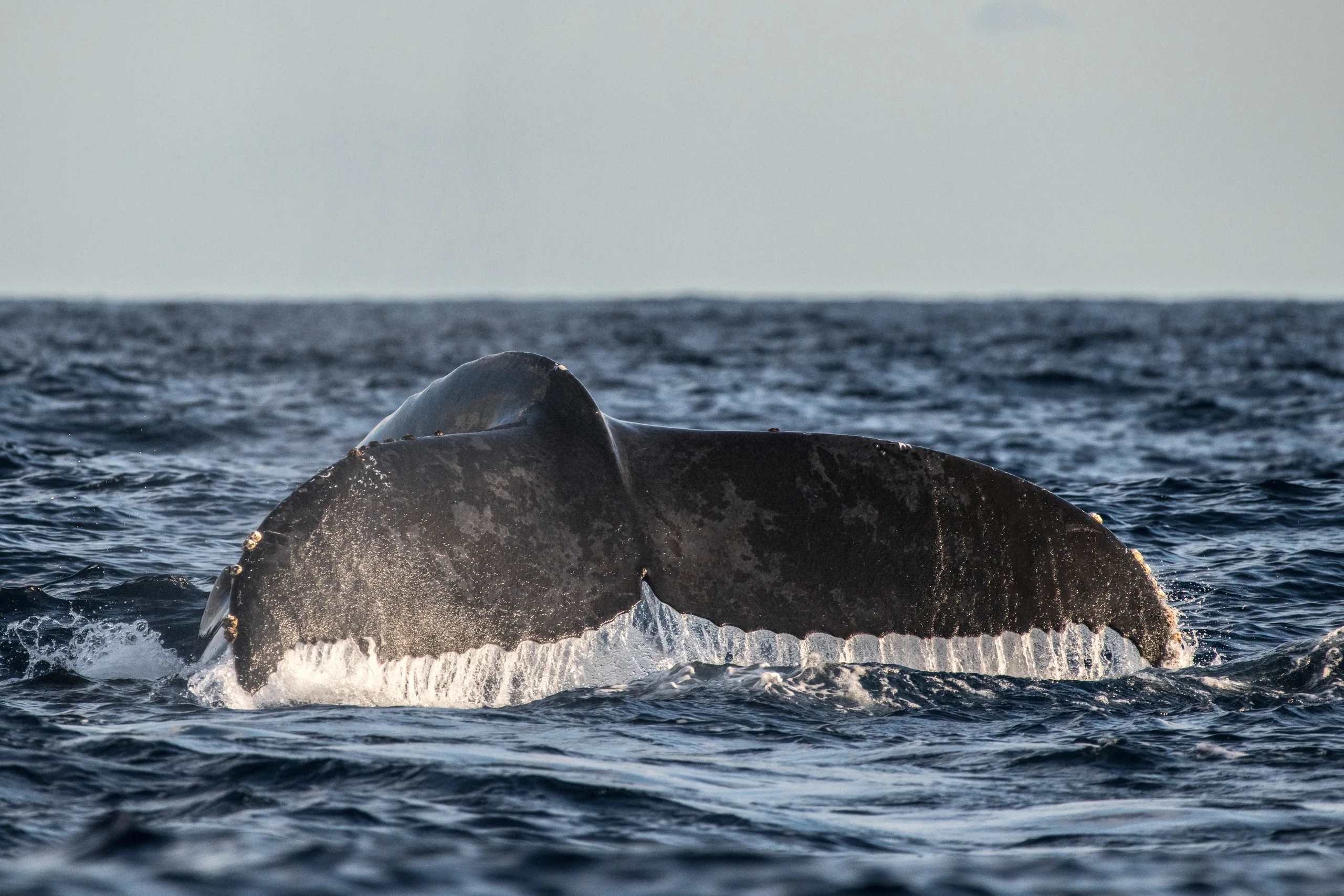 A whale's tail flukes rising from the dark blue ocean — the iconic Kaikoura sperm whale dive shot