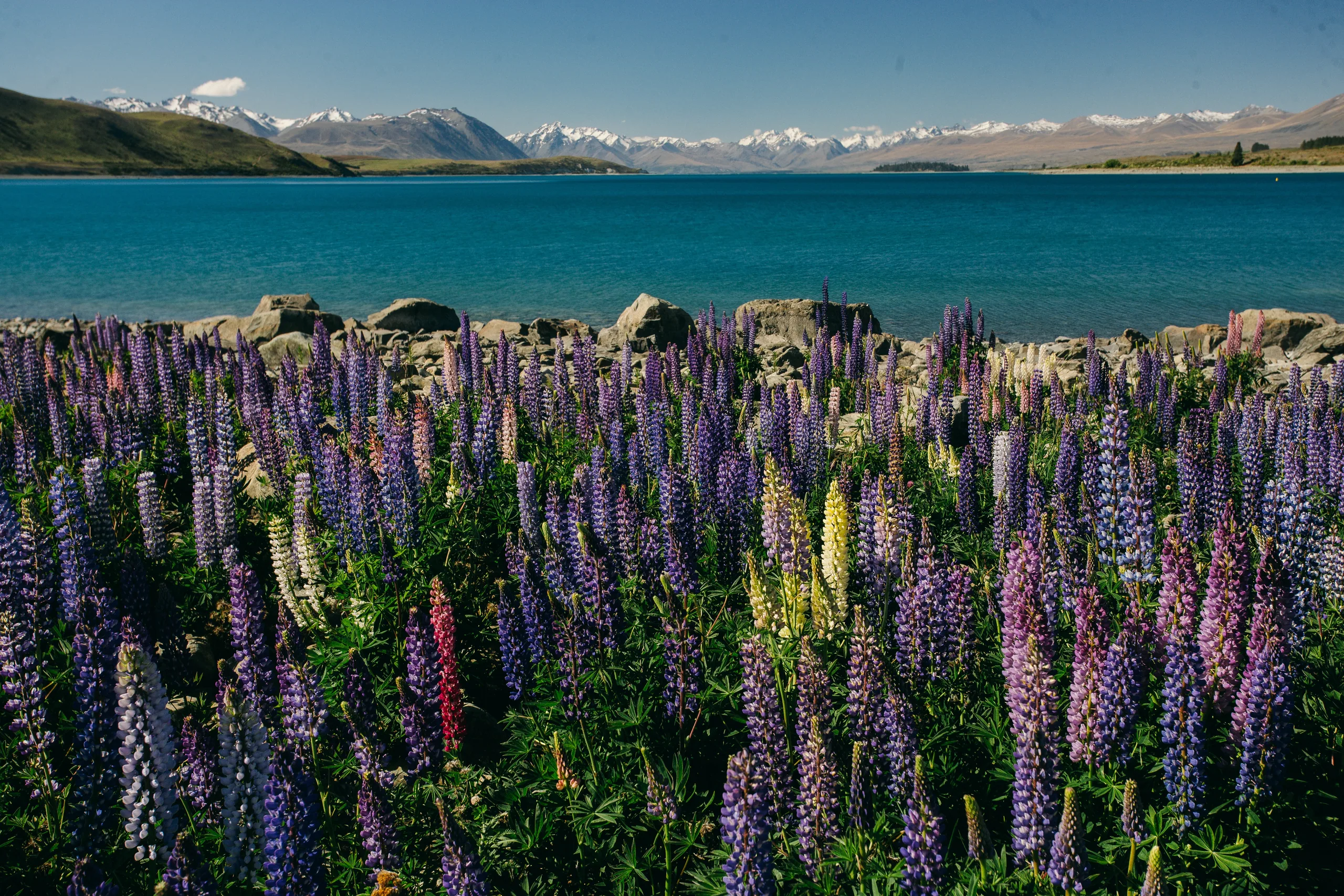 Pink and purple Russell lupins blooming on the shore of Lake Tekapo in summer