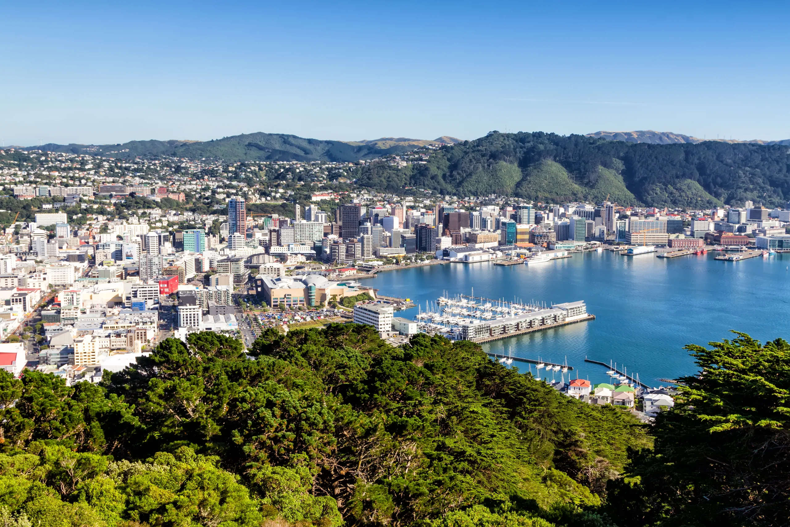 Wellington city, harbour and downtown buildings viewed from a hill above the CBD
